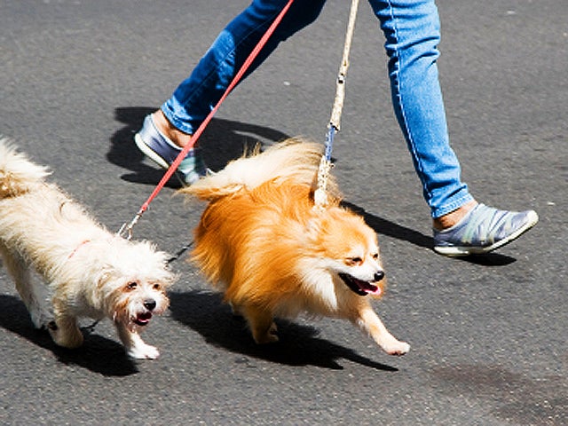 Ten tips to keep your dog safe from summer heat CBS News