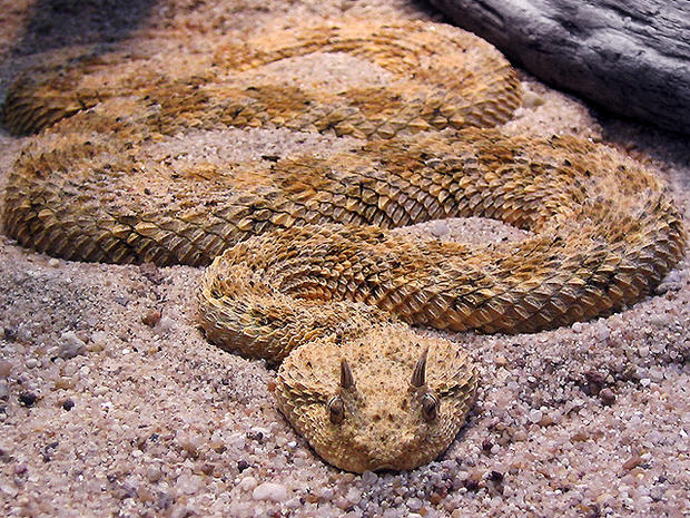11. Saharan horned viper - Snake! 15 deadliest serpents - CBS News