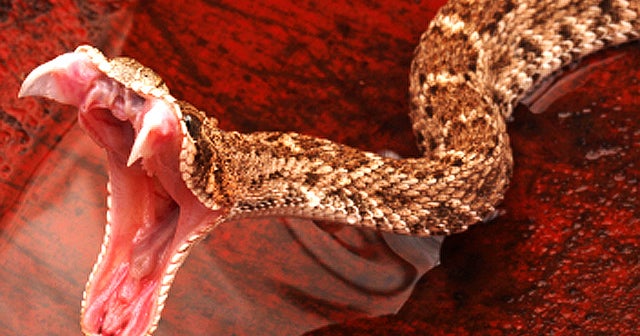 Snake! 15 deadliest serpents CBS News