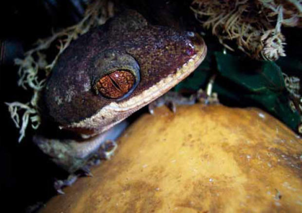 The secret species of New Guinea - CBS News