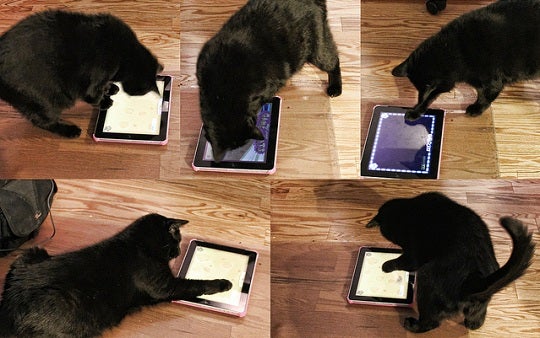 iPad apps for cats? You better believe it! CBS News