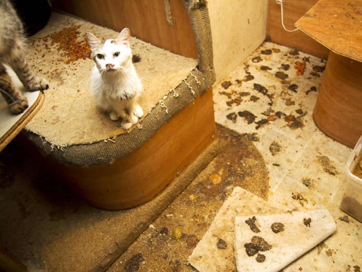 Pet hoarding horrors 27 photos spotlight cruel disorder Photo 1 CBS News