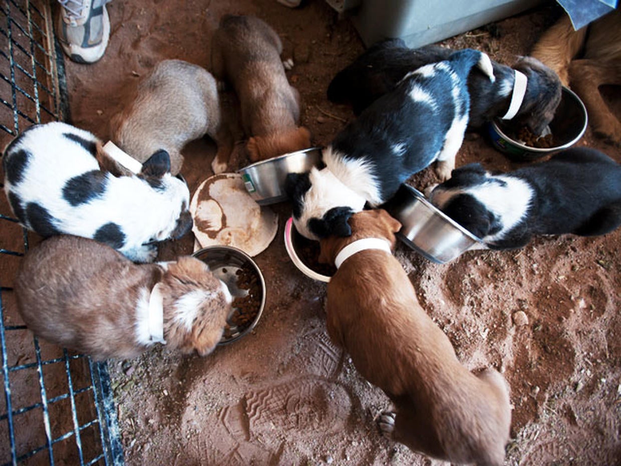 Pet hoarding horrors 27 photos spotlight cruel disorder Photo 1