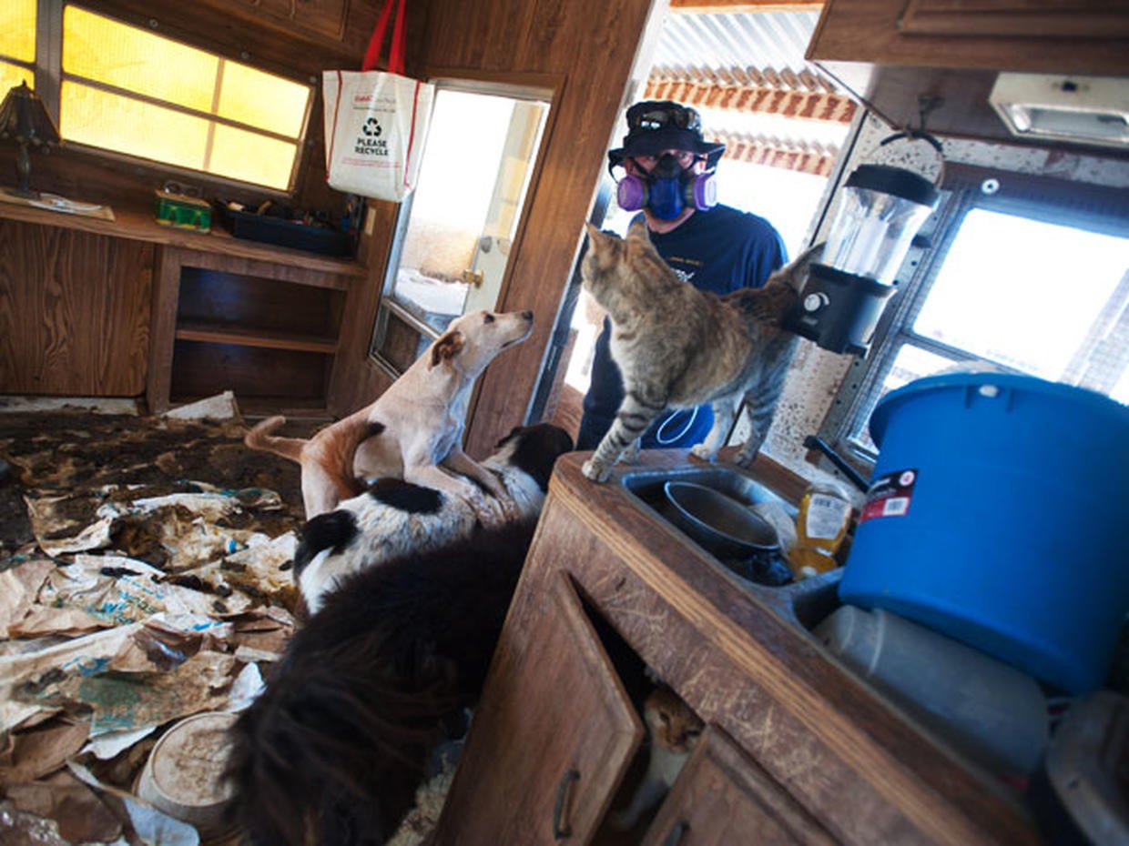 Pet hoarding horrors 27 photos spotlight cruel disorder Photo 21