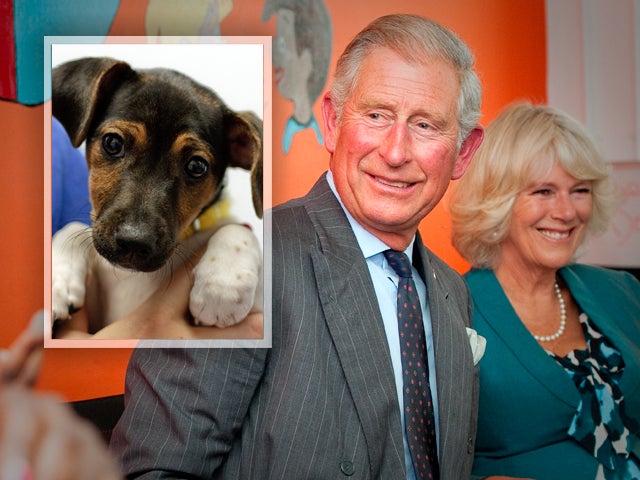Prince Charles And Camilla Adopt A Puppy Cbs News