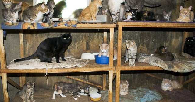 Pet Hoarding Horrors 27 Photos Spotlight Cruel Disorder Cbs News