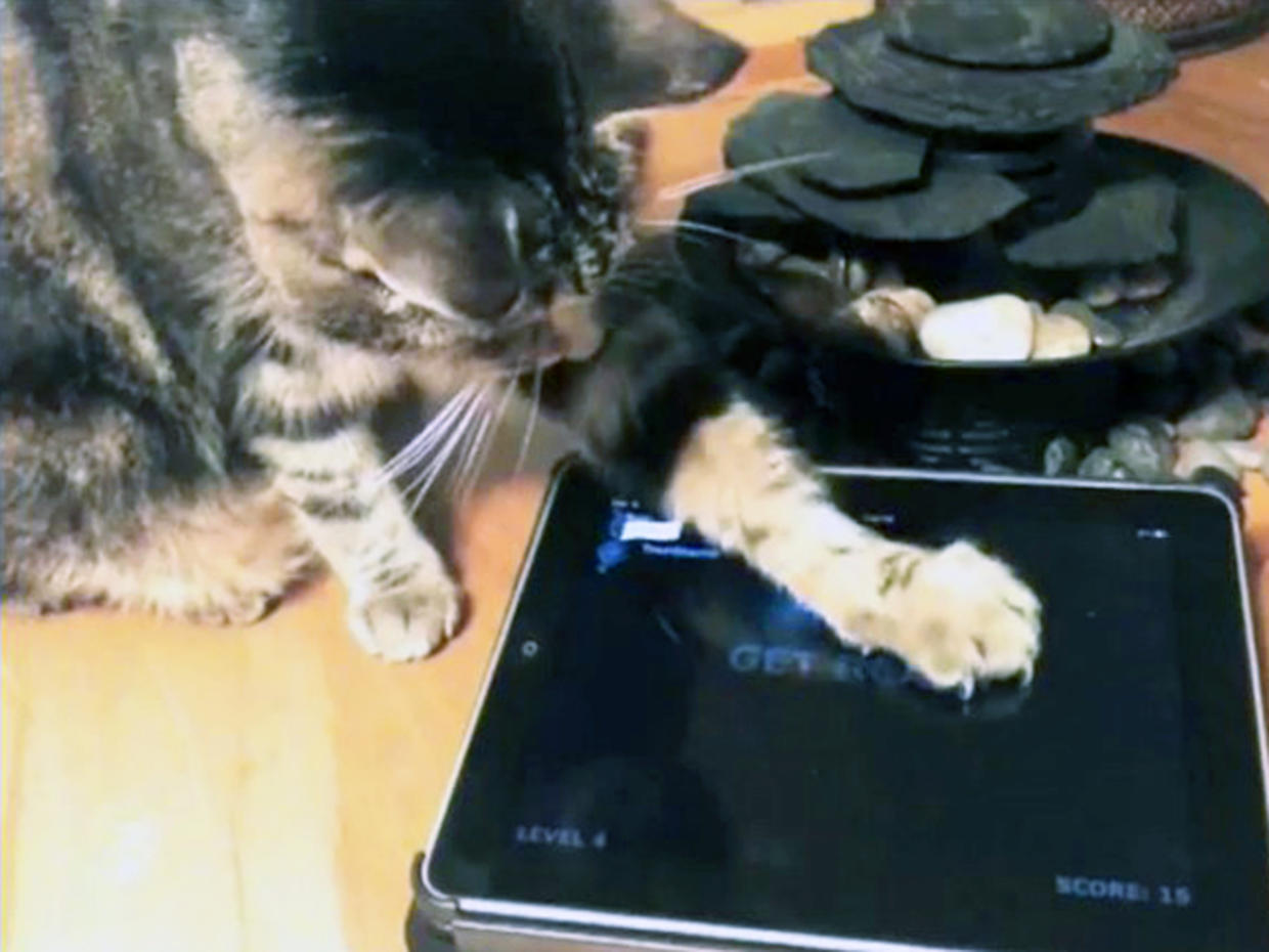 iPad apps for cats? You better believe it! - CBS News