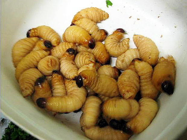 Good grub: 13 edible bugs - Photo 1 - CBS News