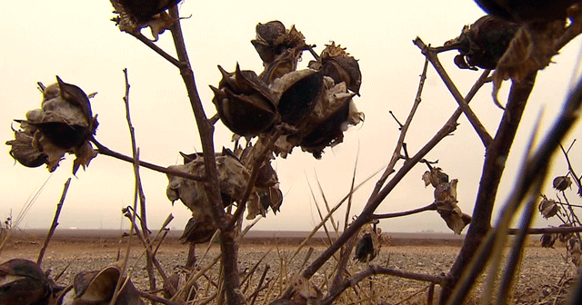 Texas drought a job killer where cotton is king CBS News