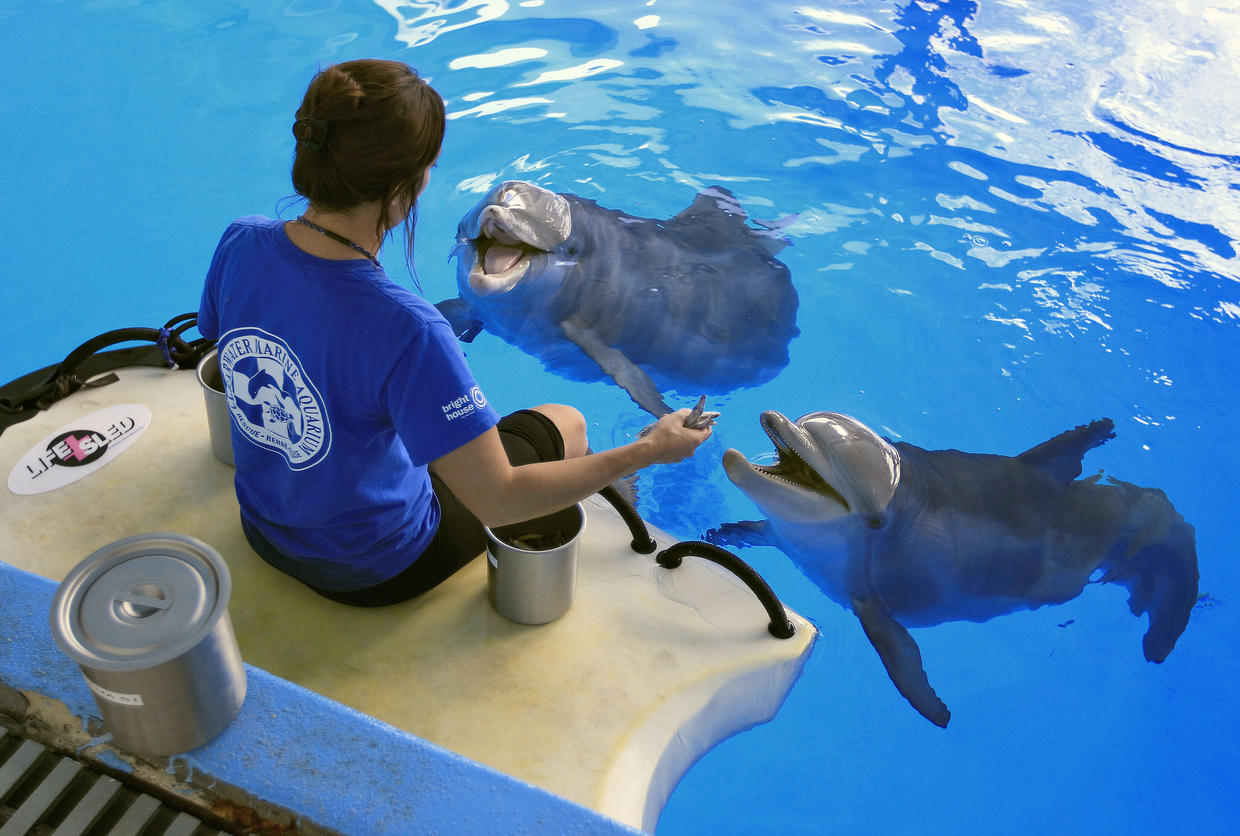 laser dolphin show aquarium