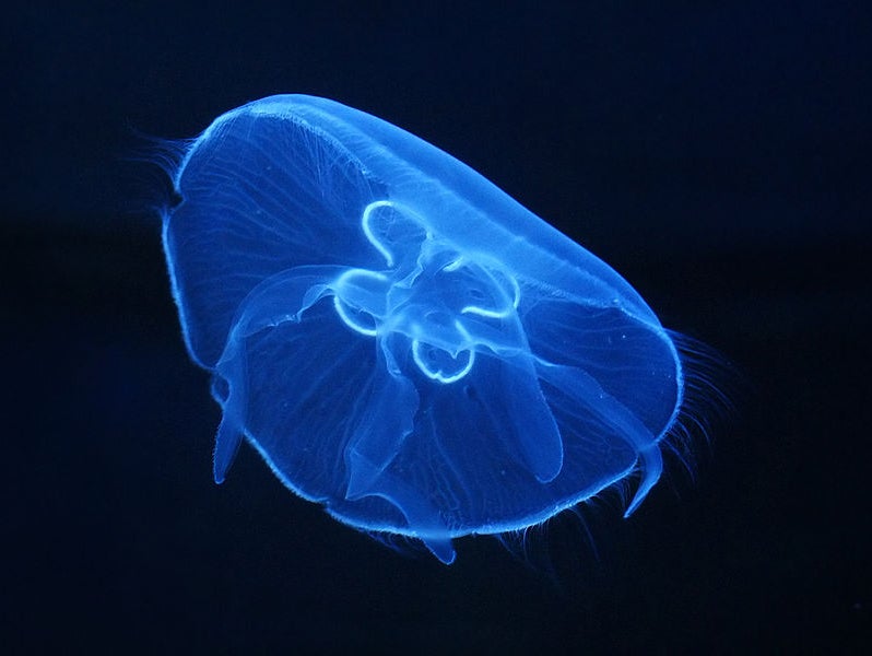 The jellyfish's sting Pain and then some CBS News