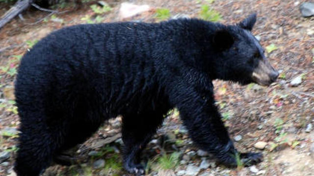 black-bear.jpg 