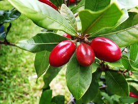 miracle fruit