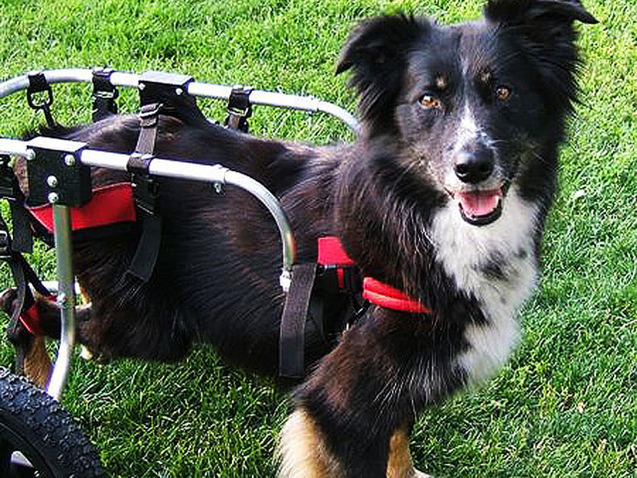 Pets with wheels Paralyzed pets rock their wheels 30 awesome animals