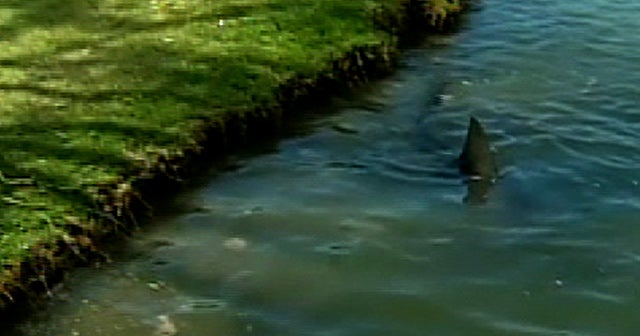 Sharks a true hazard on golf course in Australia CBS News
