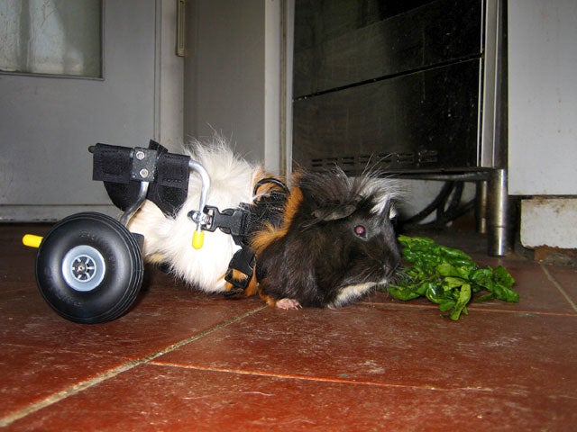 Paralyzed pets rock their wheels 30 awesome animals CBS News