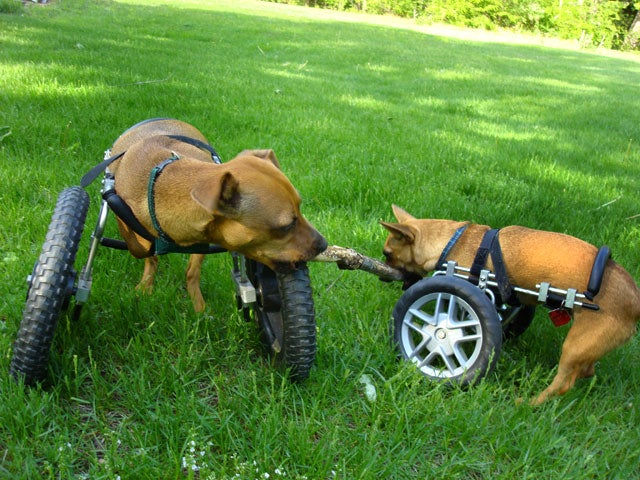 Paralyzed pets rock their wheels 30 awesome animals CBS News