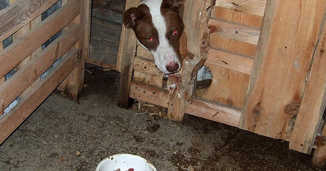 Ukraine accused of poisoning stray dogs CBS News