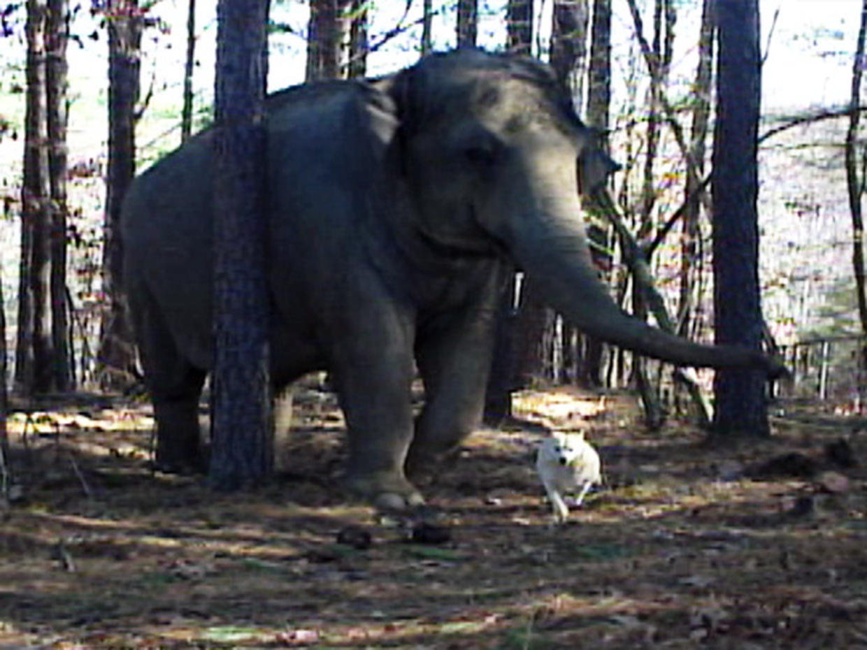 Unlikely friendship of elephant and dog - Photo 1 - Pictures - CBS News