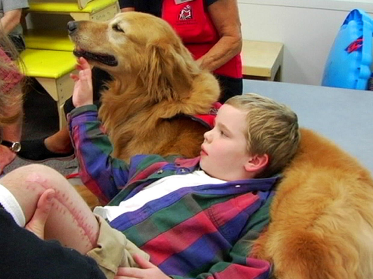 Therapy pets Therapy animals Doggie docs, horse helpers, and more