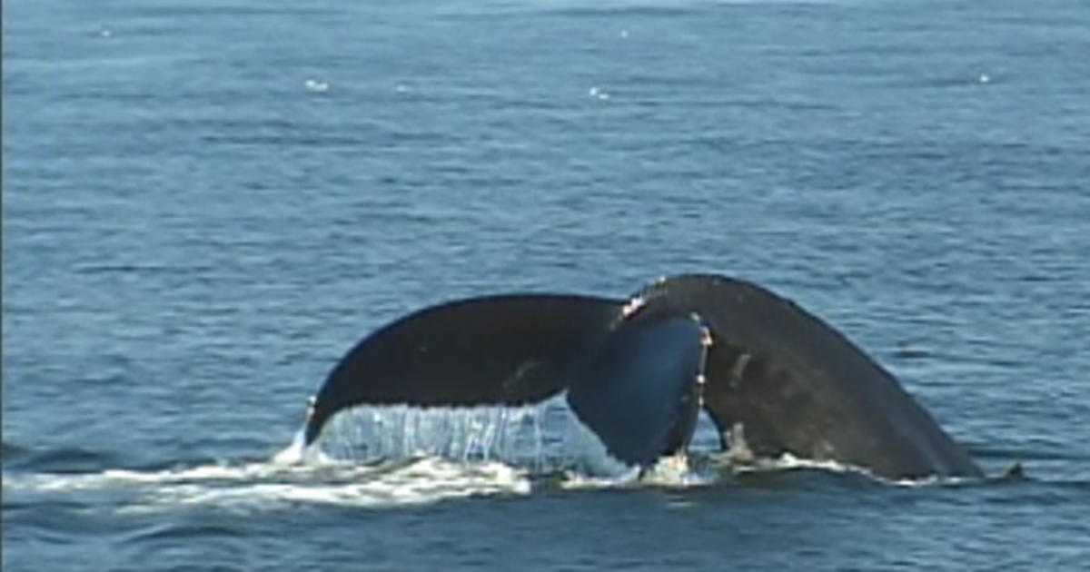 Droves of gray whales swimming along California coast