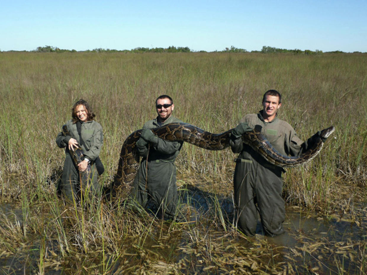 Huge Pythons Rampaging Through Everglades Cbs News 1546