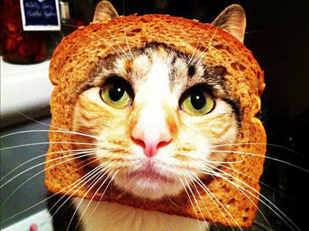 breading-cats-y006.jpg 