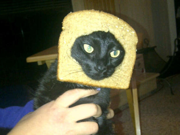breading-cats-019.jpg 