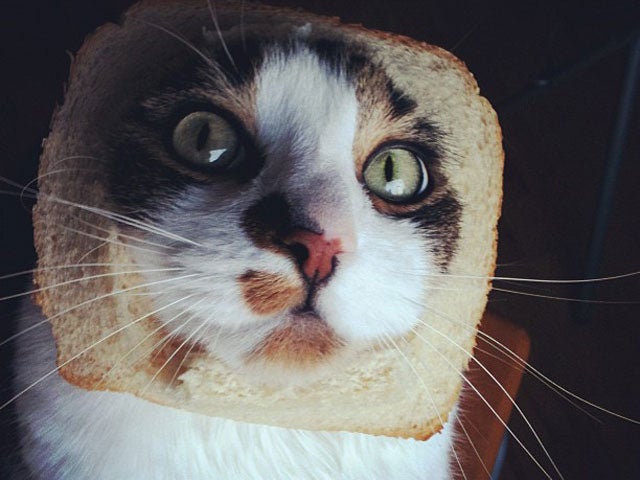 "Breading cats" is latest web photo fad CBS News