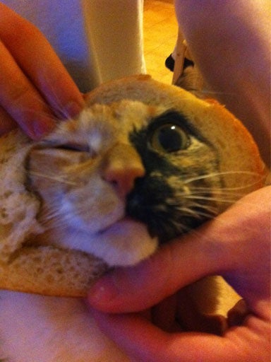 "Breading cats" is latest web photo fad CBS News