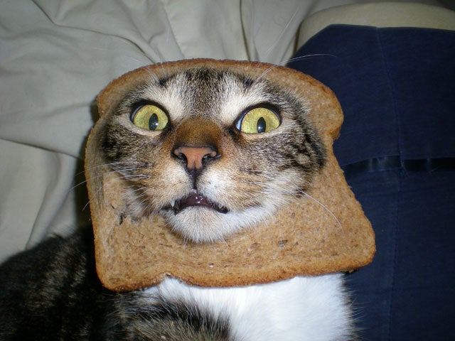 cat slice of bread