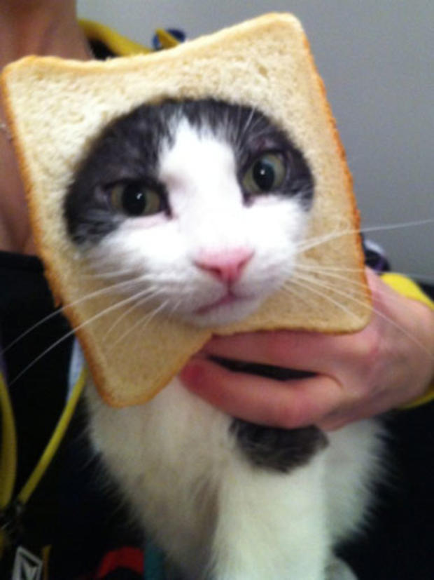breading-cats-8005.jpg 