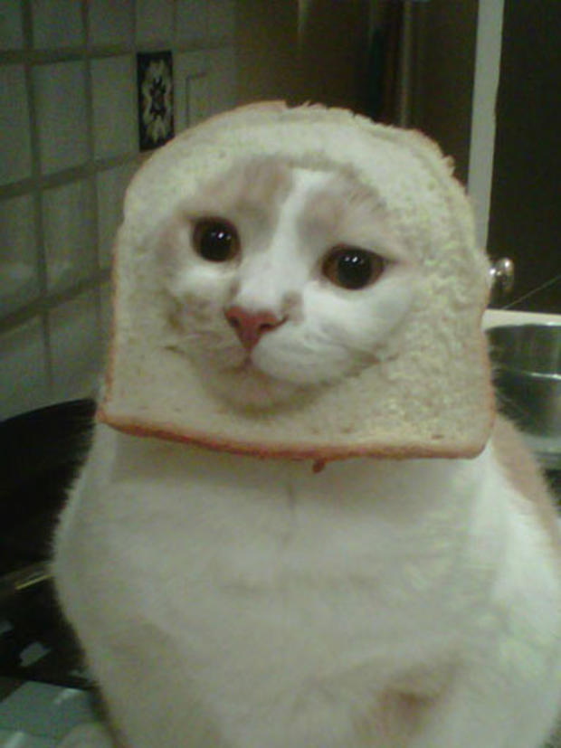 breading-cats-8010.jpg 