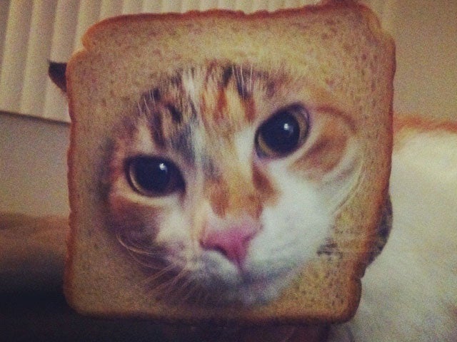 "Breading cats" is latest web photo fad CBS News
