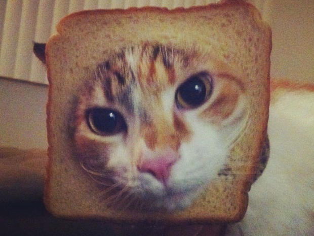breading-cats-v008.jpg 