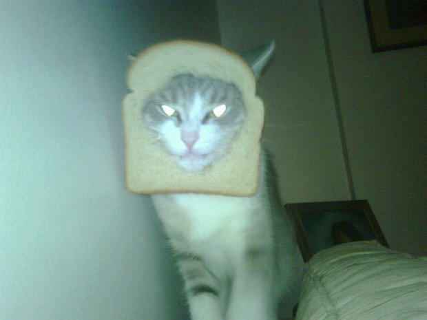 breading-cats-023.jpg 
