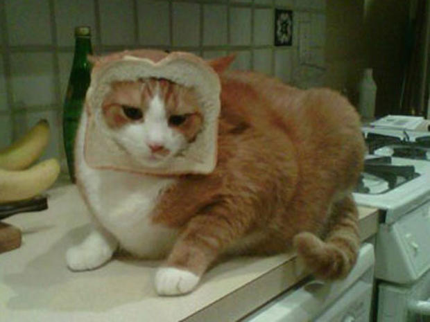 breading-cats-8d011.jpg 