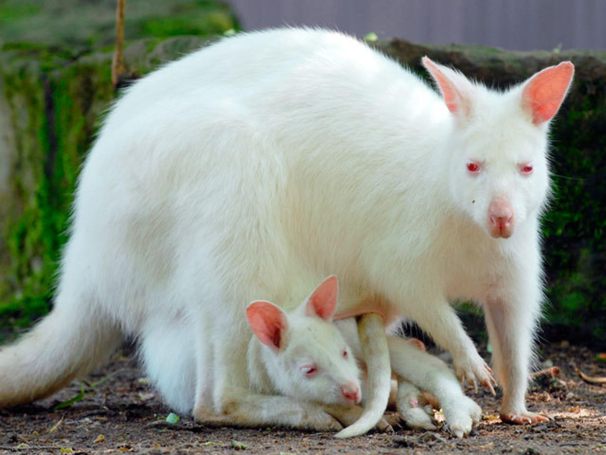 Домашние животные альбиносы