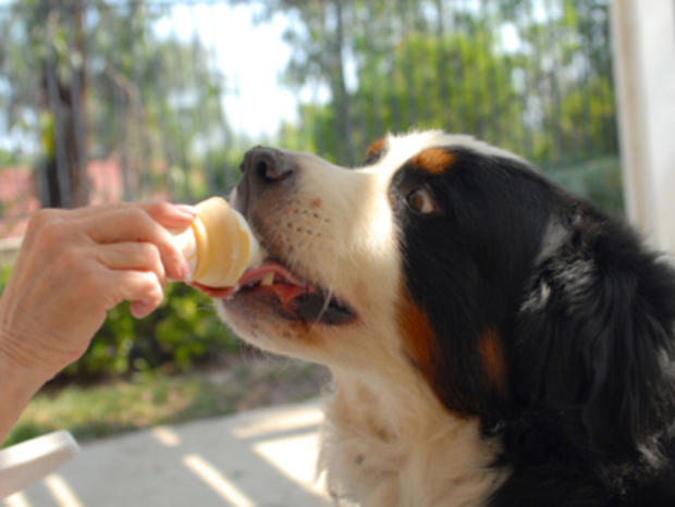 Dog with ice cream 