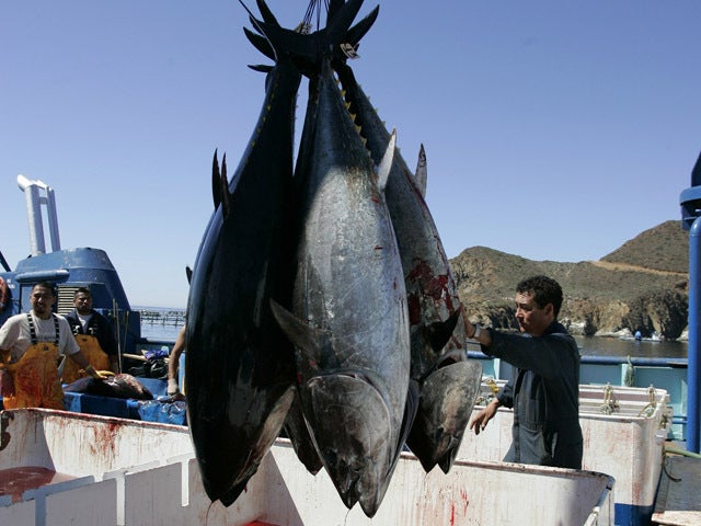 Sushi eaters pushing Pacific bluefin tuna to brink of extinction CBS News