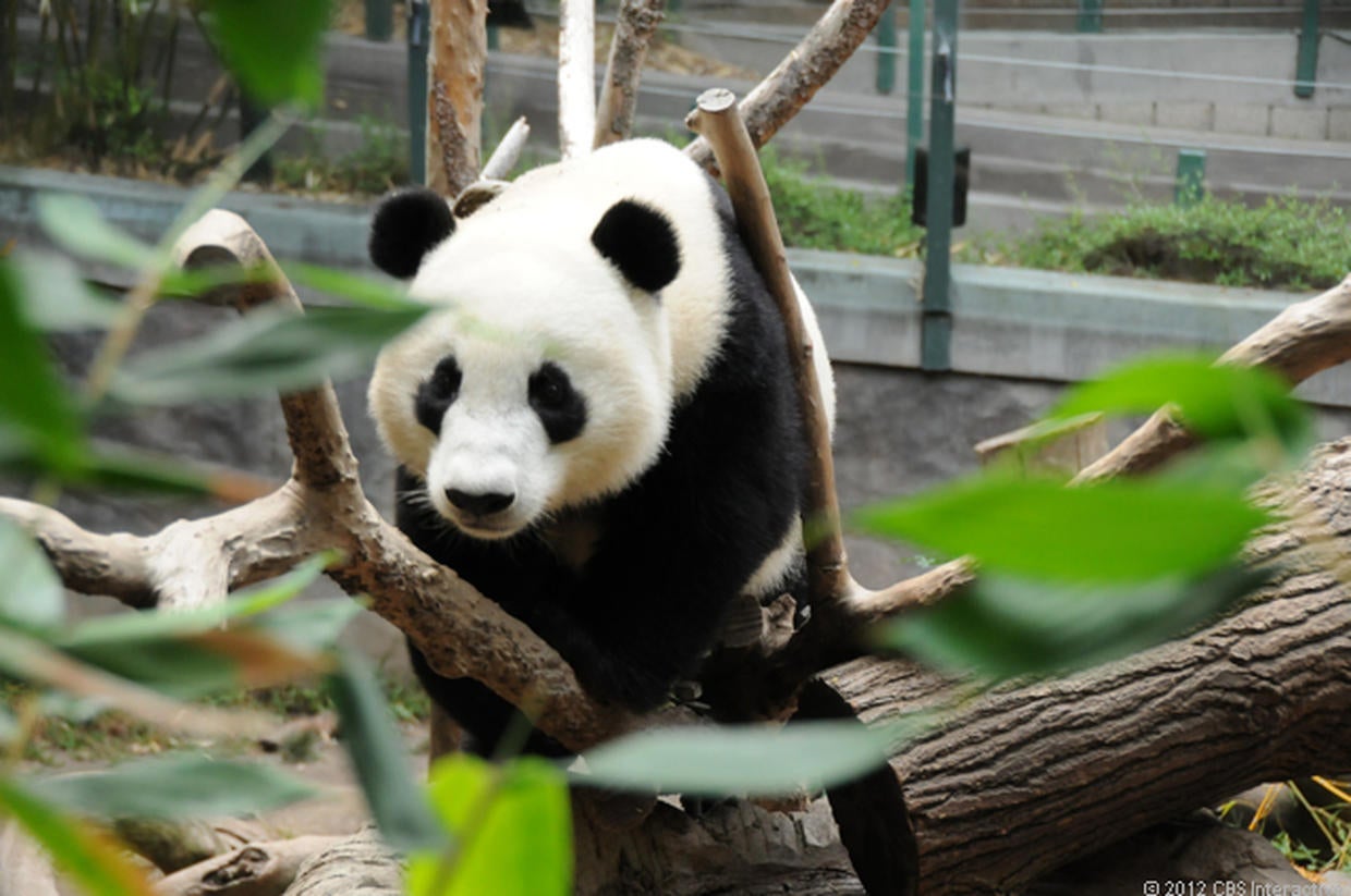 Panda cub born at San Diego Zoo - Photo 5 - Pictures - CBS News