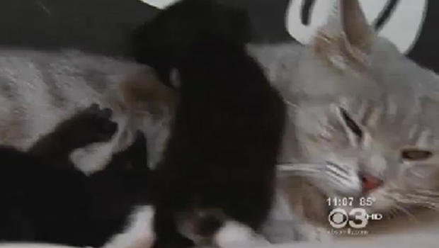 Philadelphia Man Caught On Tape Torturing Kittens, Police Say - CBS News