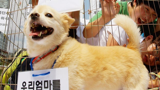 Anti-dog meat protest held in South Korea
