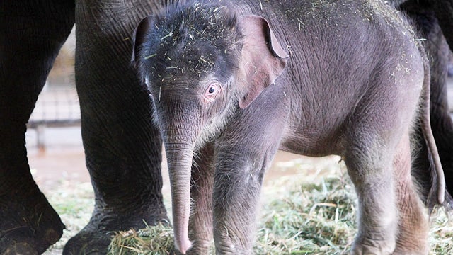 Baby elephant rescued from muddy hole in Kenya CBS News