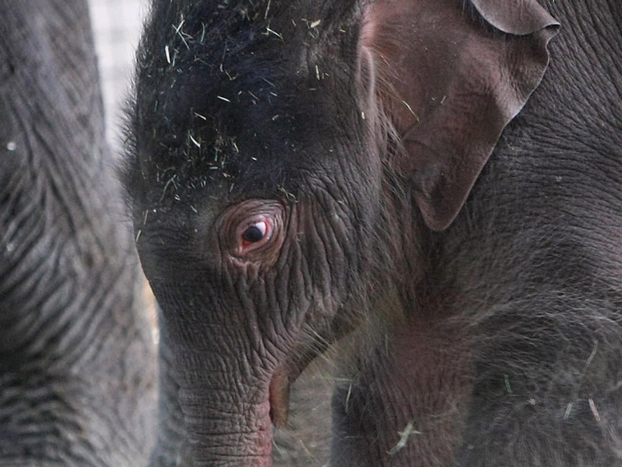 Baby elephant born at Berlin Zoo Photo 18 Pictures CBS News
