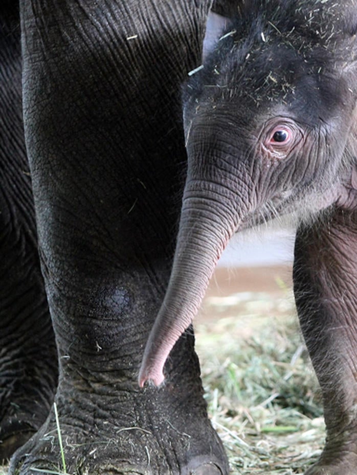 Baby elephant born at Berlin Zoo Photo 4 Pictures CBS News