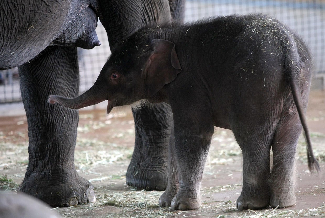 Baby elephant born at Berlin Zoo Photo 4 Pictures CBS News