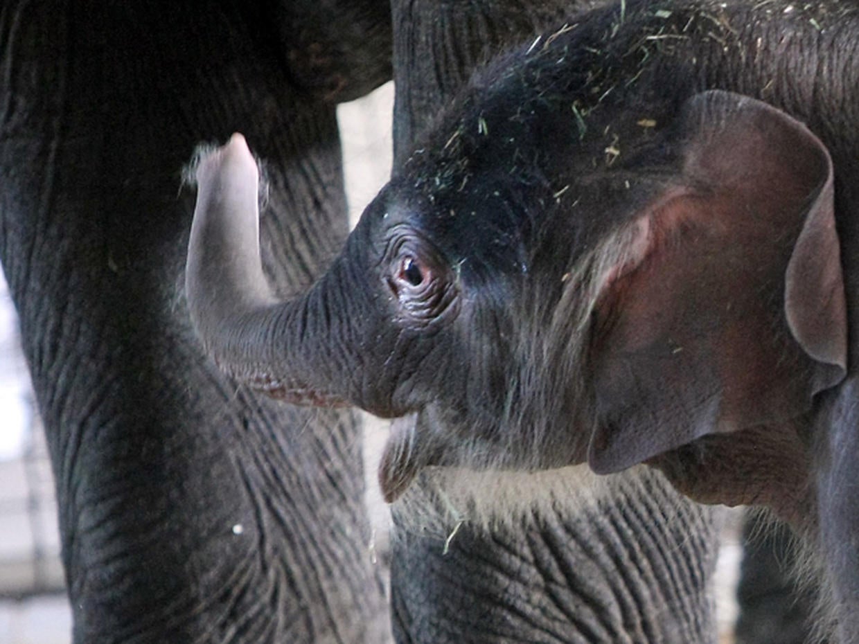 Baby elephant born at Berlin Zoo Photo 18 Pictures CBS News