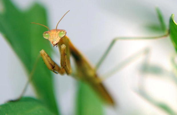 A Praying Mantis is seen in Los Angeles, 