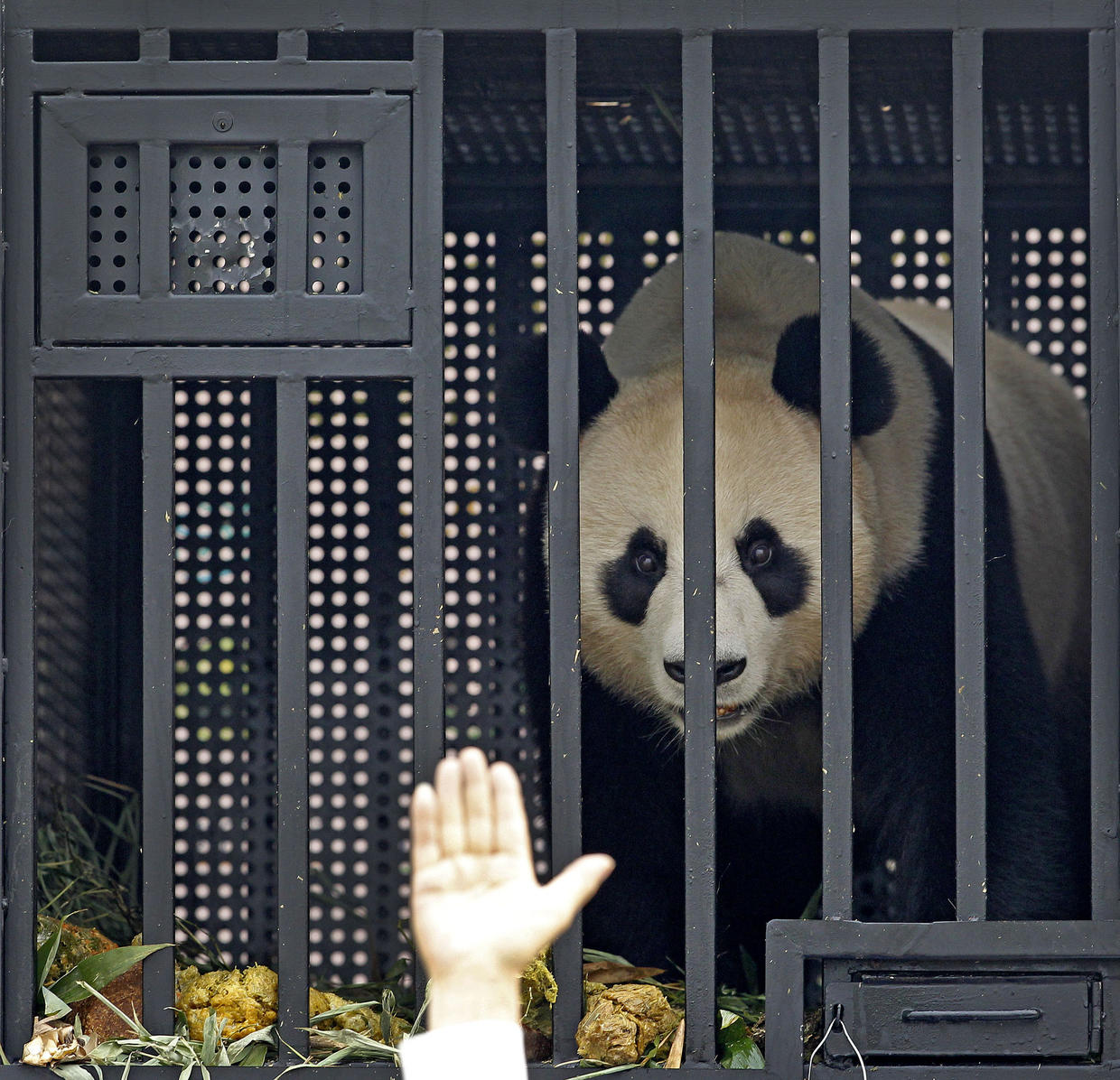 panda tour singapore